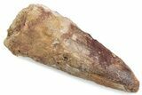 Bargain, Fossil Spinosaurus Tooth - Real Dinosaur Tooth #376571-1